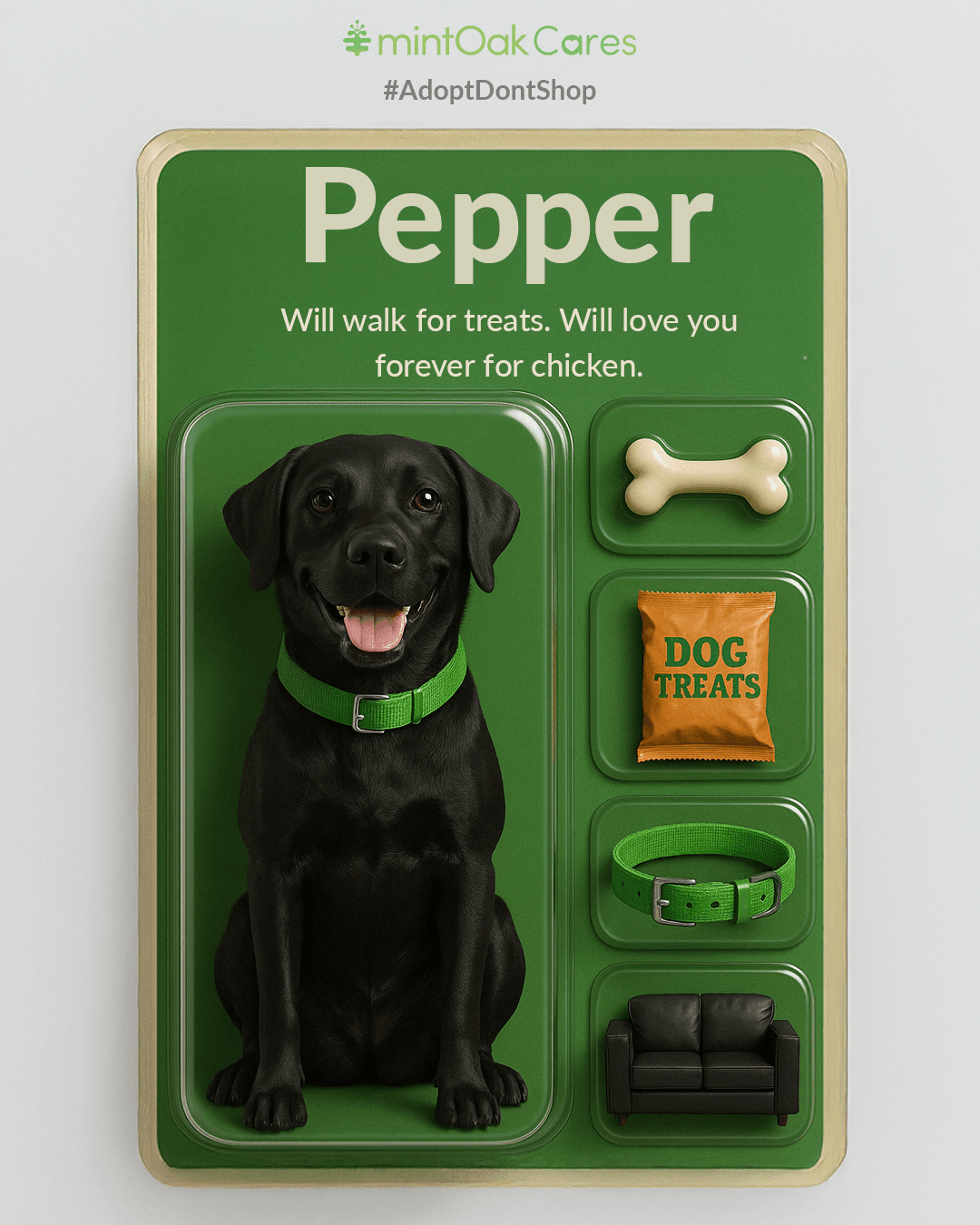pet image